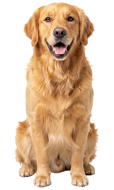 Big dogs