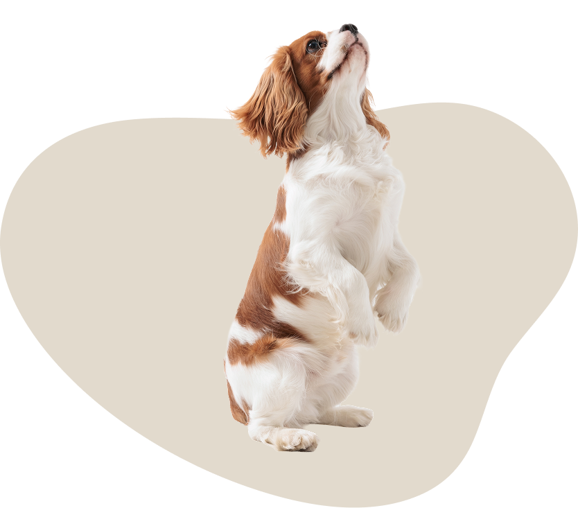 A dog looking up