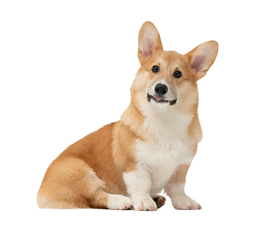 Small dogs
